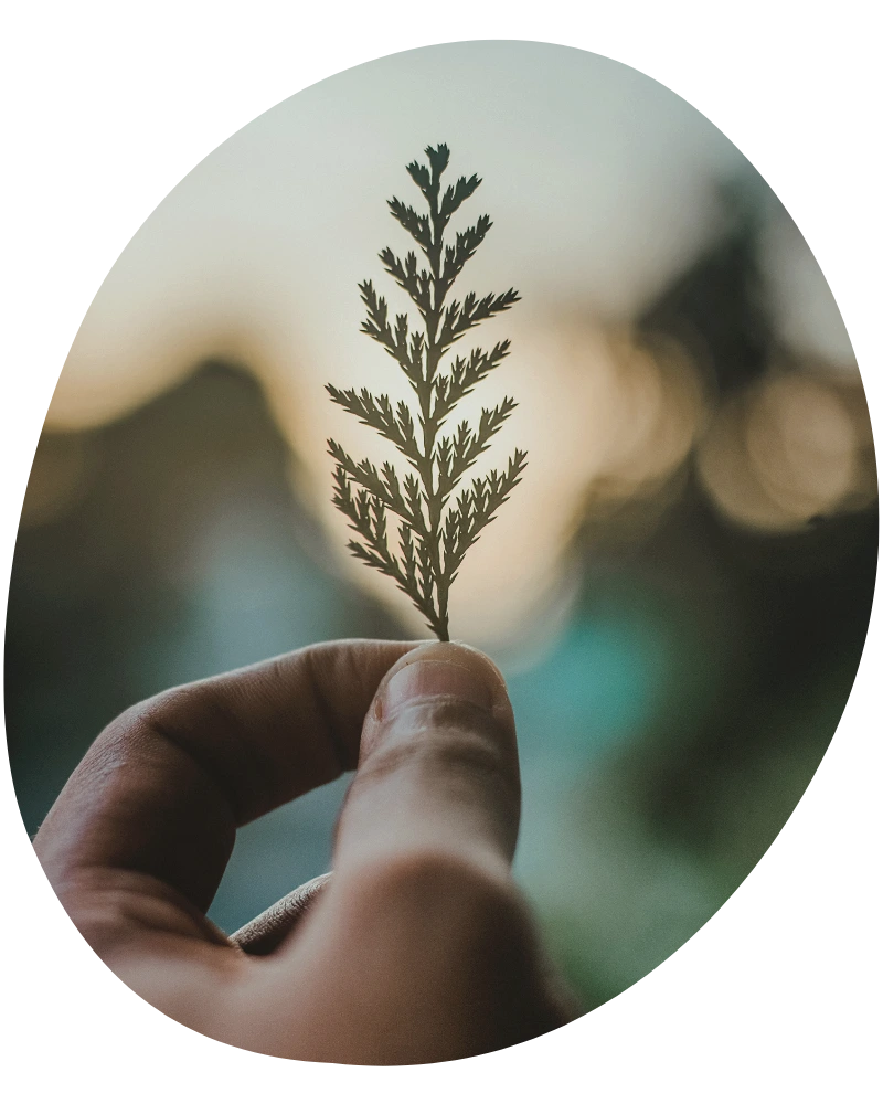 Hand mit Blatt, Farn