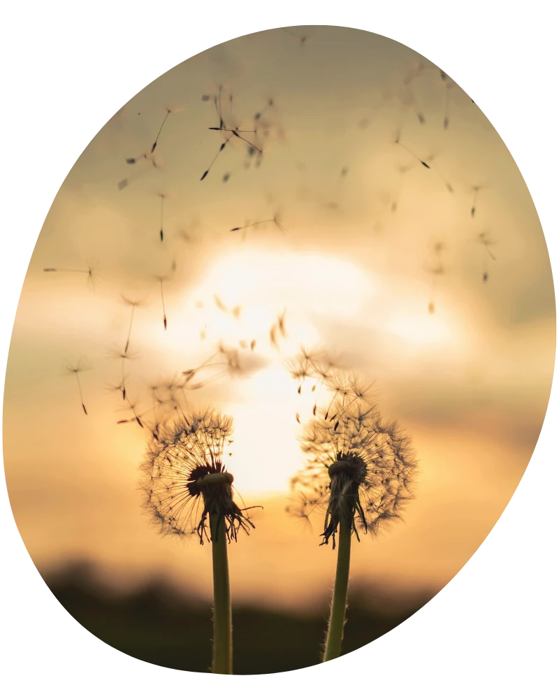 Hochsensibel Circle, Löwenzahn, Pusteblume vor Sonne