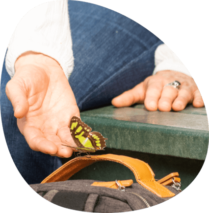 Schmetterling sitzt auf Hand